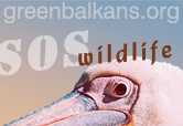 Green Balkans