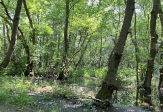 Die Nördliche Schwarzmeerküste - Naturschutzgebiet Baltata