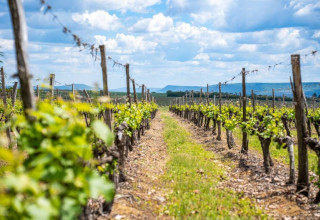 Die Weinrouten des Nordostens