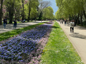 Meeresgarten - Blumenmeer